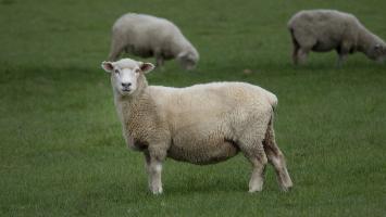 A picture of 3 sheep in a paddock
