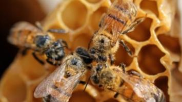 Bees in honeycomb hive